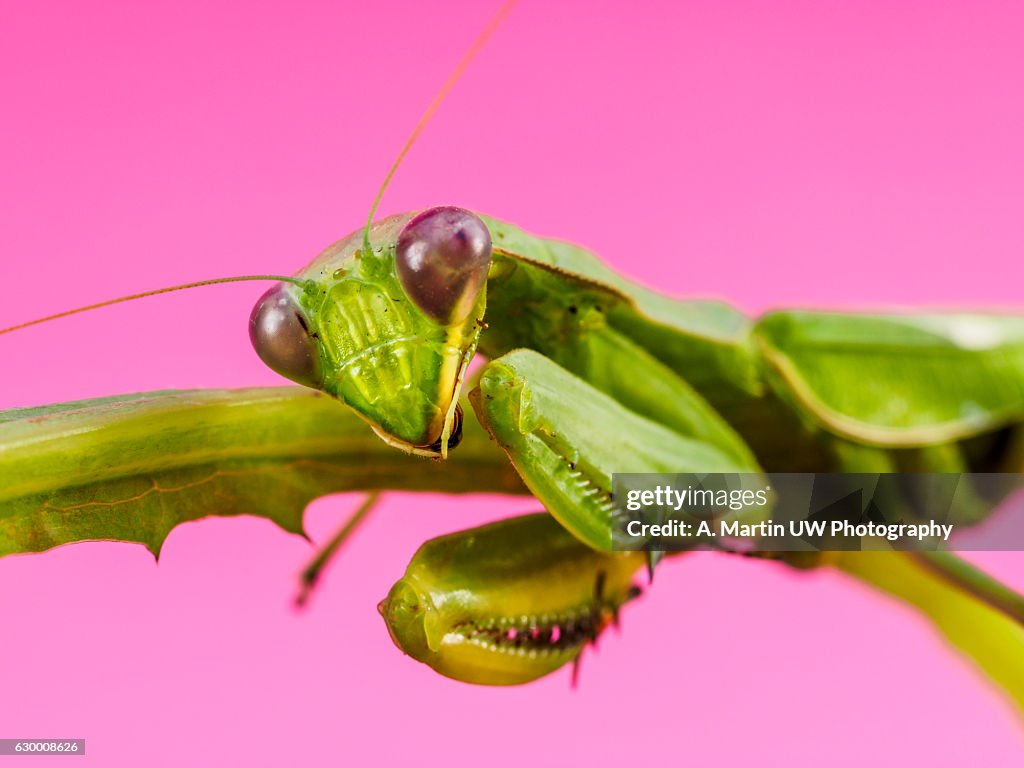 Mantis Female Insect Mantis Female High-Res Stock Photo - Getty Images