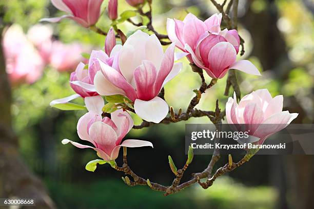 magnolia crown - magnolia stellata stockfoto's en -beelden