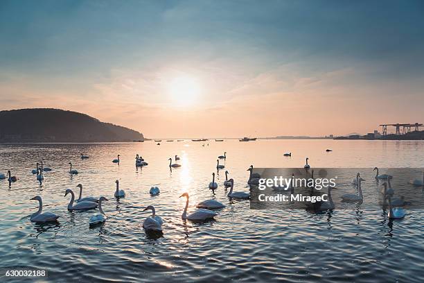 swan bay morning - whooper swan stock-fotos und bilder