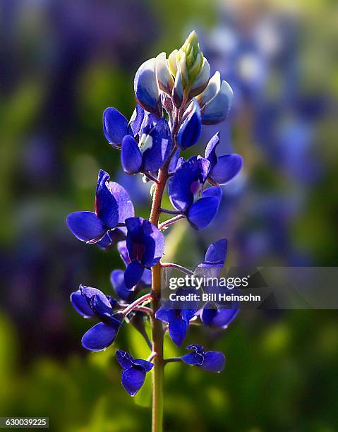 bluebonnet flower in field near marble falls - marble falls texas stockfoto's en -beelden