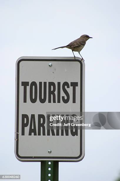 416 Mocking Bird Stock Photos, High-Res Pictures, and Images - Getty Images