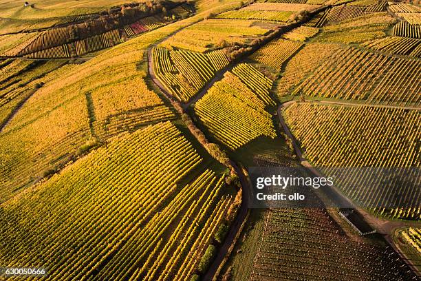 aerial view of autumnal vineyards - rheingau stockfoto's en -beelden