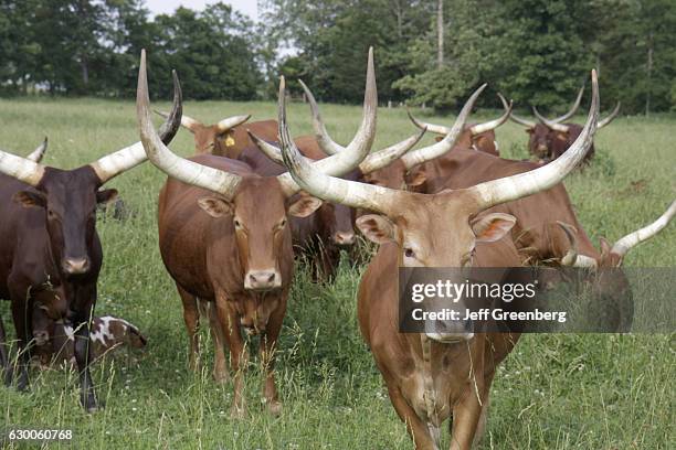 Ankole-Watusi cattle.