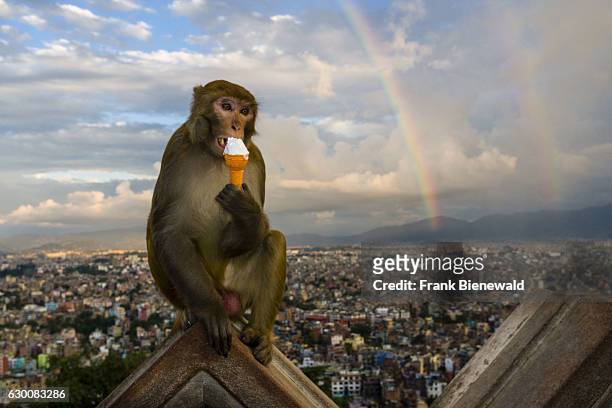 Monkey, rhesus macaque , is sitting on a wall at Swayambhunath temple, eating an ice cream, aerial view on the houses of the city and a rainbow...