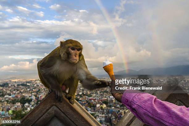Monkey, rhesus macaque , is sitting on a wall at Swayambhunath temple, reaching out for an ice cream, aerial view on the houses of the city and a...