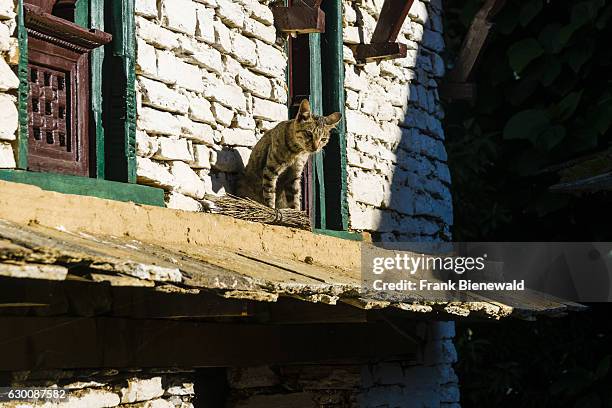 Cat is sitting on a small roof of a farmers house in the historical village.