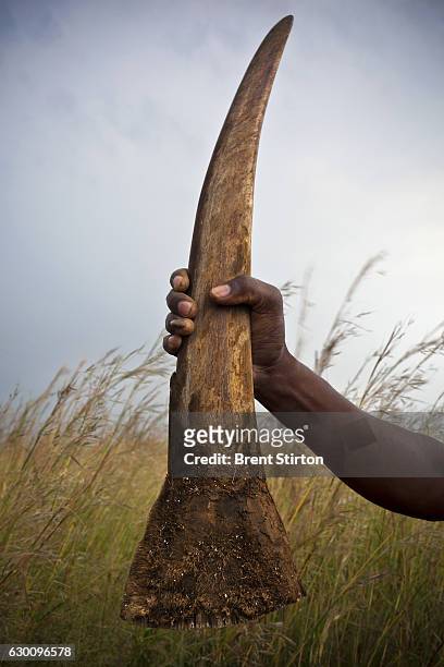Man holds up a large Rhino horn in the African bush, the horn has just been removed from a White Rhino in order to save it from poaching in...