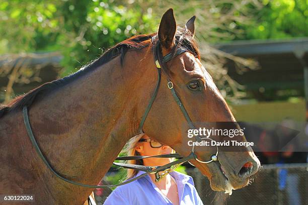 Junuh in the mounting yard after winning Yarrawonga Manufactured Housing BM64 Handicap on December 17, 2016 in Wangaratta, Australia.