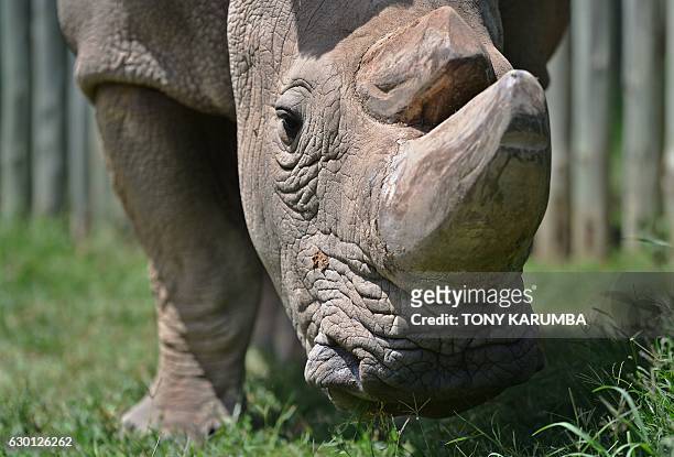 Sudan, the last known male of the northern white rhinoceros subspecies, grazes in his paddock on December 5 at the Ol Pejeta conservancy in Laikipia...