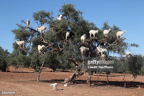 Tree climbing goats feeding in an argan tree in Essaouria, Morocco, Africa, on 17 December 2016.