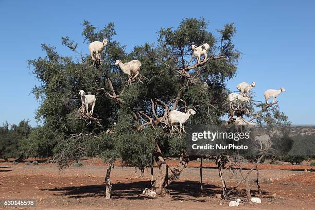 Tree climbing goats feeding in an argan tree in Essaouria, Morocco, Africa, on 17 December 2016.