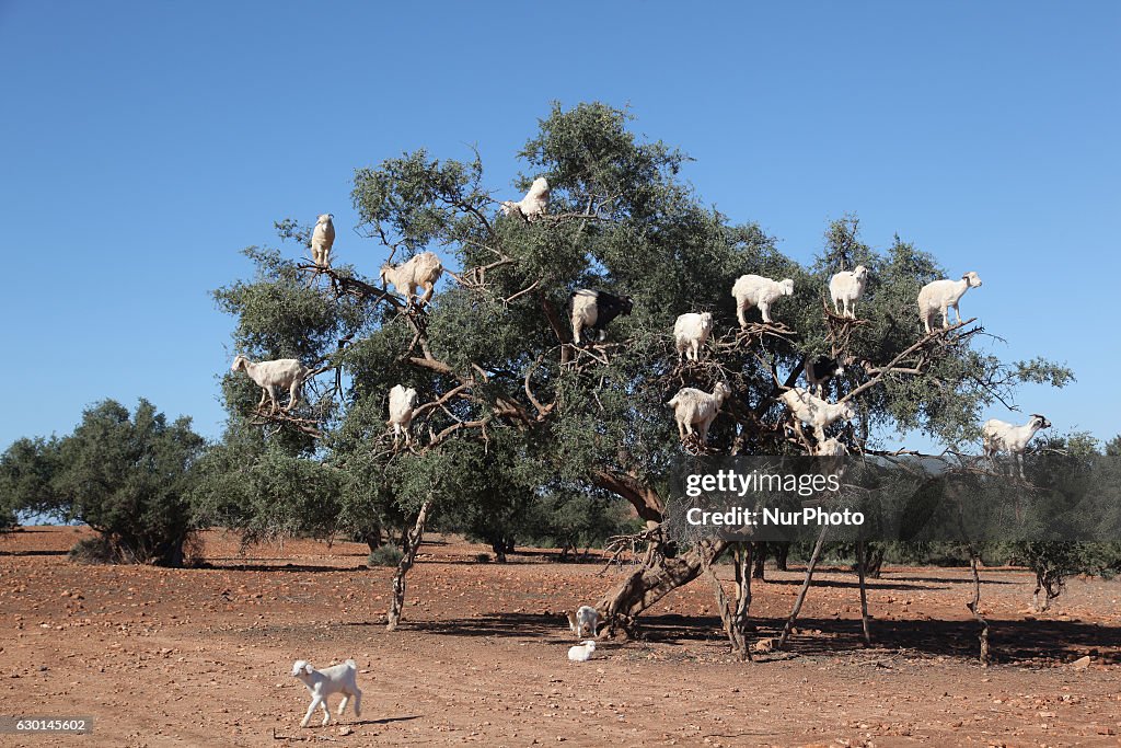 Argan oil production in Morocco
