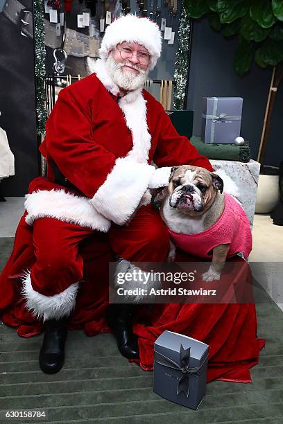 Bulldog Tonka poses for photos with Santa at the Max-Bone Santa Event NYC on December 17, 2016 in New York City.