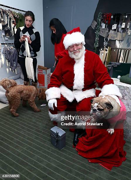 Bulldog Tonka poses for photos with Santa at the Max-Bone Santa Event NYC on December 17, 2016 in New York City.