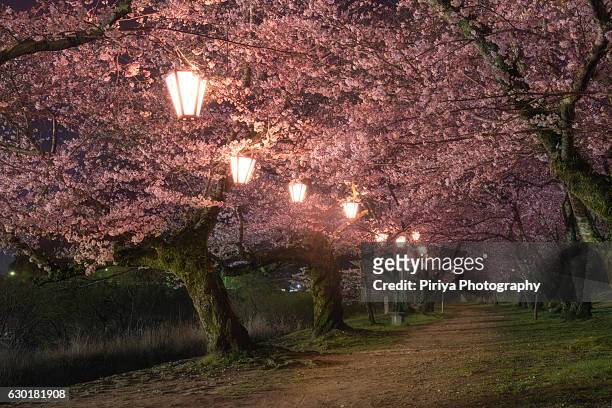 cherry blossom in japan - yamaguchi stock pictures, royalty-free photos & images