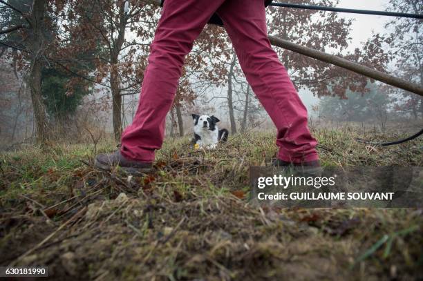 Truffle producer stands next to his truffle dog during the collect of Rabelaisienne Black Truffes on December 17, 2016 in Chinon, western France. -...