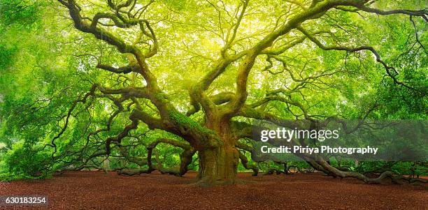 angel oak - south carolina fotografías e imágenes de stock