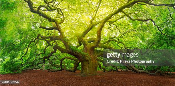 angel oak - oak tree stock pictures, royalty-free photos & images