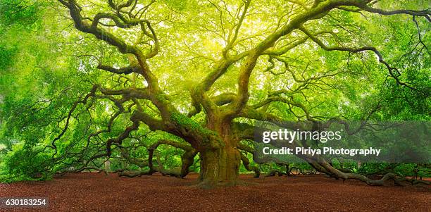 angel oak - deep south stock pictures, royalty-free photos & images