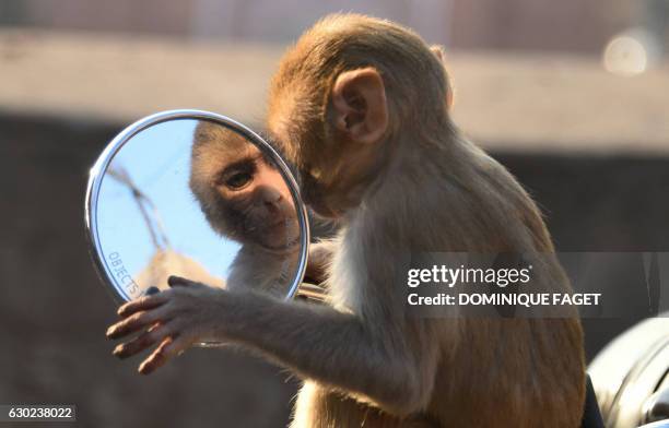 This photo taken on December 16, 2016 shows a macaques monkey looking into the mirror of a motorbike in the grounds of a temple in Jaipur in the...