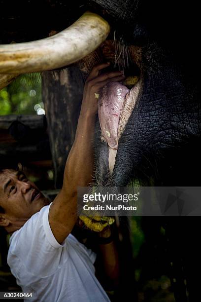 Way Kambas, Lampung, 18 December 2016 : Mr. NAZARUDDIN put bananas inside elephant mouth after the elephant received anthelmintic medical treatment....