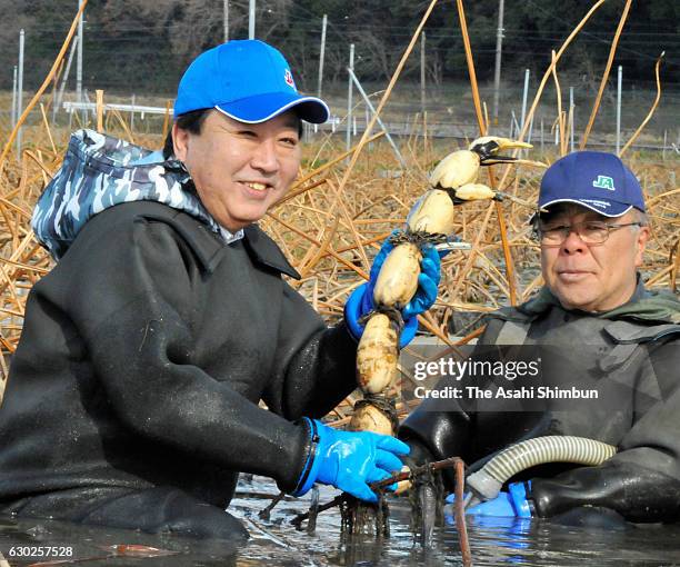 Former Japanese Prime Minister and opposition Democratic Party secretary general Yoshihiko Noda harvests lotus root on December 18, 2016 in...