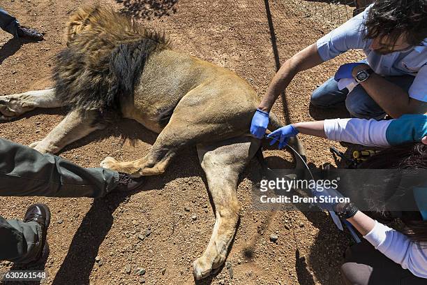 Research team from the National Zoological Gardens of South Africa collects a sperm sample from a tranquilized lion at a breeders farm outside...