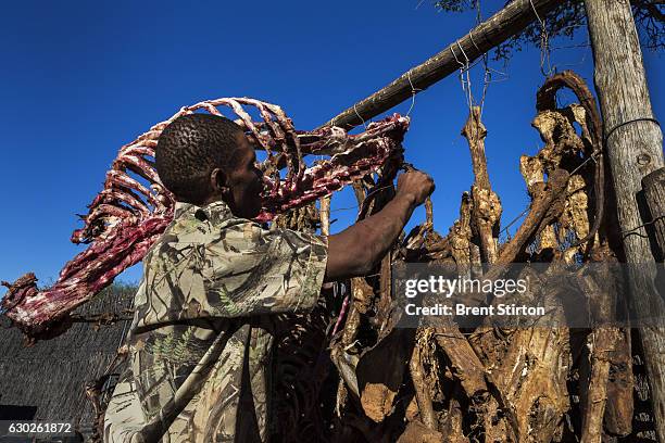 Lion bones from hunts hang up to dry on a hunting concession in the North West Province, South Africa on October 19, 2012. These bones come from...