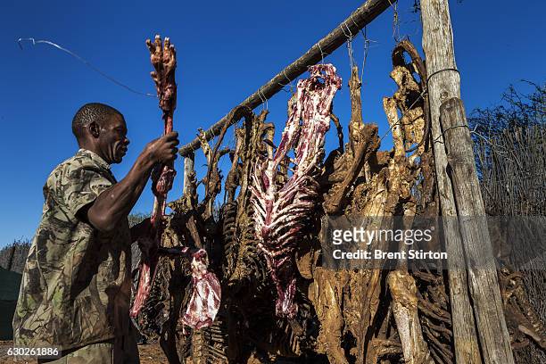 Lion bones from hunts hang up to dry on a hunting concession in the North West Province, South Africa on October 19, 2012. These bones come from...