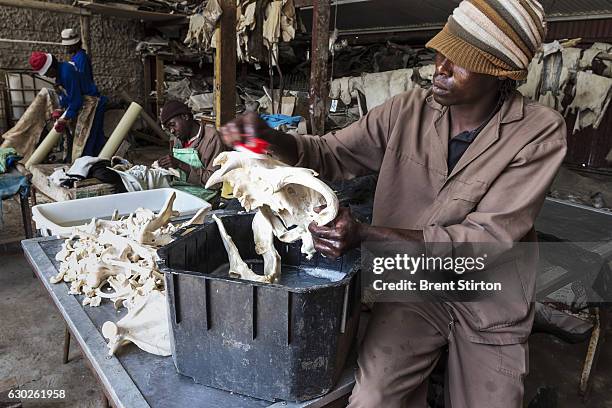 Worker cleans lion bones with a combination of water and peroxide at a taxidermist in the Orange Free State, South Africa on October 10, 2012. These...