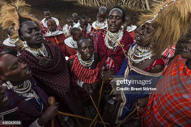 Masai coming-of-age ceremony in a remote Masai village in Loliondo, Northern Tanzania on November 2, 2012. Two of the young warriors in this ceremony...