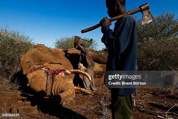 Undercover Kenya Wildlife Services Ranger detusk a bull elephant killed by a spear in the Amboseli ecosystem in the shadow of Amboseli, Kenya, May...