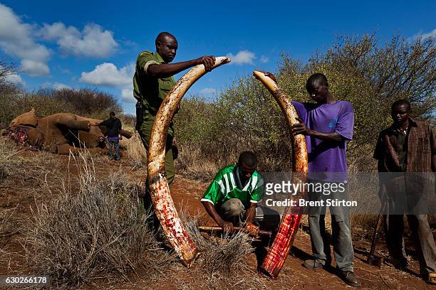 Undercover Kenya Wildlife Services Ranger detusk a bull elephant killed by a spear in the Amboseli ecosystem in the shadow of Amboseli, Kenya, May...