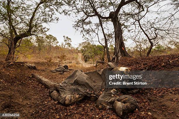 The largest mass killing of elephants in recent history took place at Bouba Ndjida National Park in North Cameroon close to the Chad and Central...