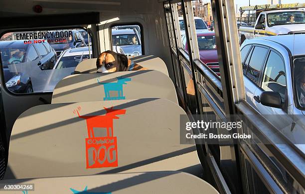 Dog Riding Bus Photos and Premium High Res Pictures - Getty Images