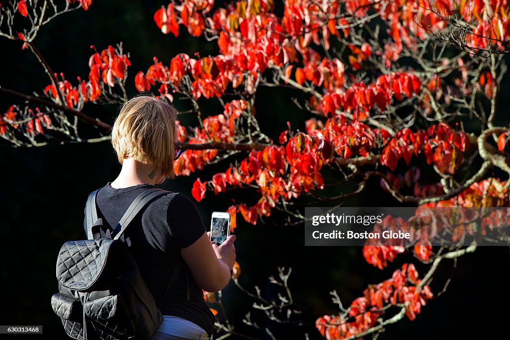 Fall Picher Jennifer Soule of Marlborough, MA takes a picture of the Fall foliage ...