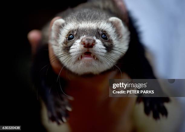 This picture taken on December 17, 2016 shows Katrina Smith holding one of her pet ferrets on her property on the outskirts of Sydney. According to...
