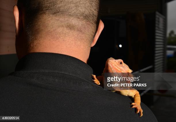 This picture taken on December 15, 2016 shows reptile breeder Ernie Chan with a bearded dragon on his shoulder at a pet store in Sydney. - According...