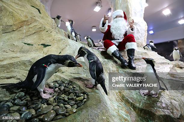 Man dressed as Santa Claus poses with royal penguins on December 21, 2016 at the theme park of Marineland in Antibes, southeastern France. / AFP /...
