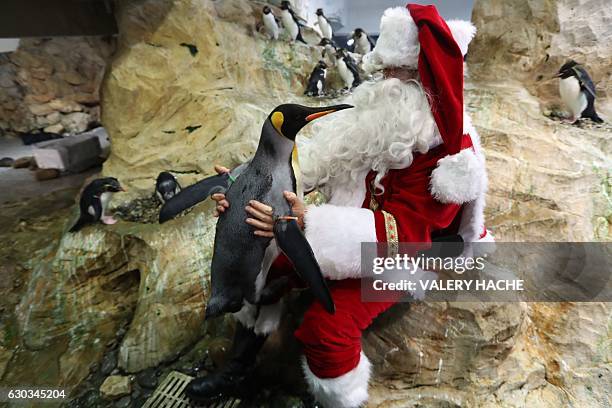 Man dressed as Santa Claus poses with a penguin on December 21, 2016 at the theme park of Marineland in Antibes, southeastern France. / AFP / VALERY...