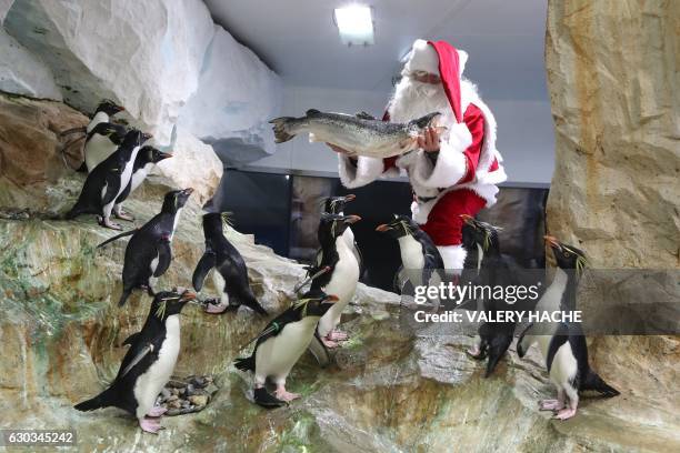 Man dressed as Santa Claus offers a salmon to penguins on December 21, 2016 at the theme park of Marineland in Antibes, southeastern France.