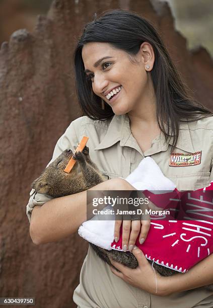 Keeper Melissa Retamales cradles Davey the Quokka as he enjoys a sweet potato star in a Christmas stocking at Wild Life Sydney Zoo on December 23,...