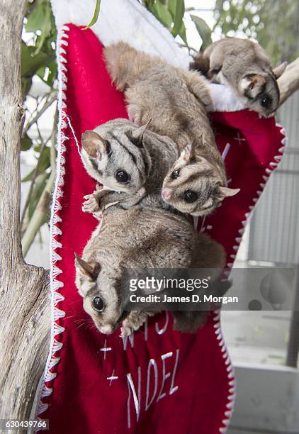 Four Sugar Glider's called Candy, Popcorn, Titch and Penny seeking out their favourite food, nectar, which was dripped onto a Christmas stocking at...