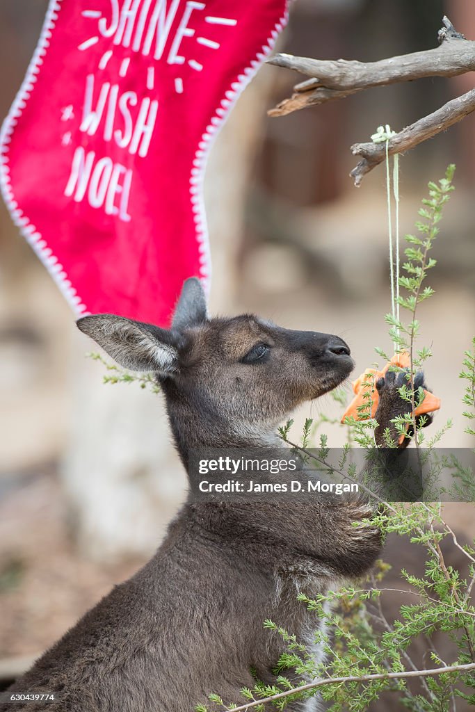 Native Australian Animals Enjoy Christmas Treats