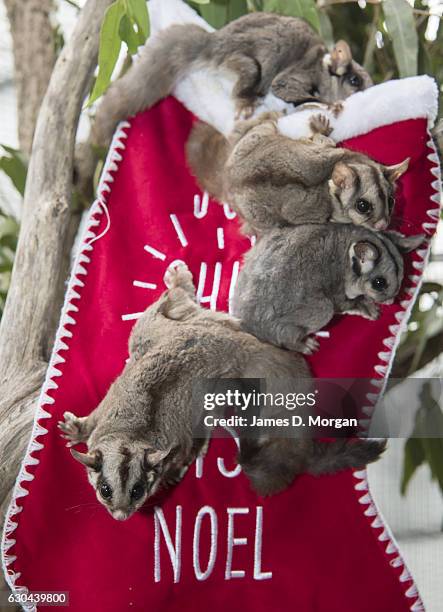 Four Sugar Glider's called Candy, Popcorn, Titch and Penny seeking out their favourite food, nectar, which was dripped onto a Christmas stocking at...