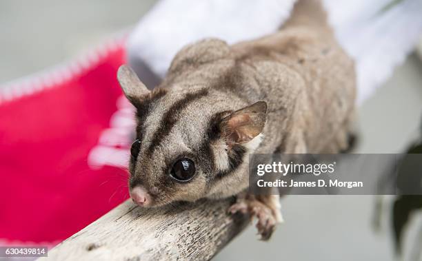 Six year old Sugar Glider searching for their favourite food, nectar at Wild Life Sydney Zoo on December 23, 2016 in Sydney, Australia. Together with...