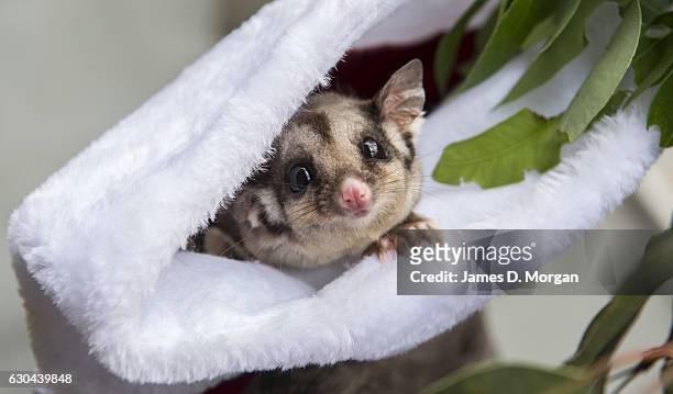 Six year old Sugar Glider peering out of its Christmas stocking for their favourite food, nectar at Wild Life Sydney Zoo on December 23, 2016 in...