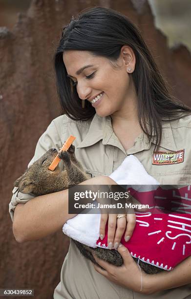 Keeper Melissa Retamales cradles Davey the Quokka as he enjoys a sweet potato star in a Christmas stocking at Wild Life Sydney Zoo on December 23,...