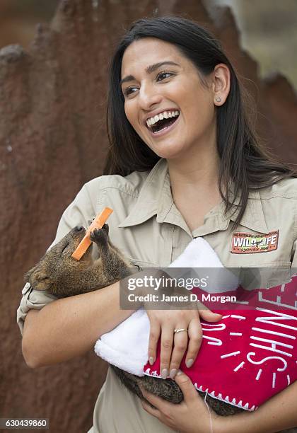 Keeper Melissa Retamales cradles Davey the Quokka as he enjoys a sweet potato star in a Christmas stocking at Wild Life Sydney Zoo on December 23,...