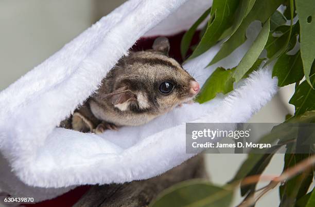 Six year old Sugar Glider peering out of its Christmas stocking for their favourite food, nectar at Wild Life Sydney Zoo on December 23, 2016 in...